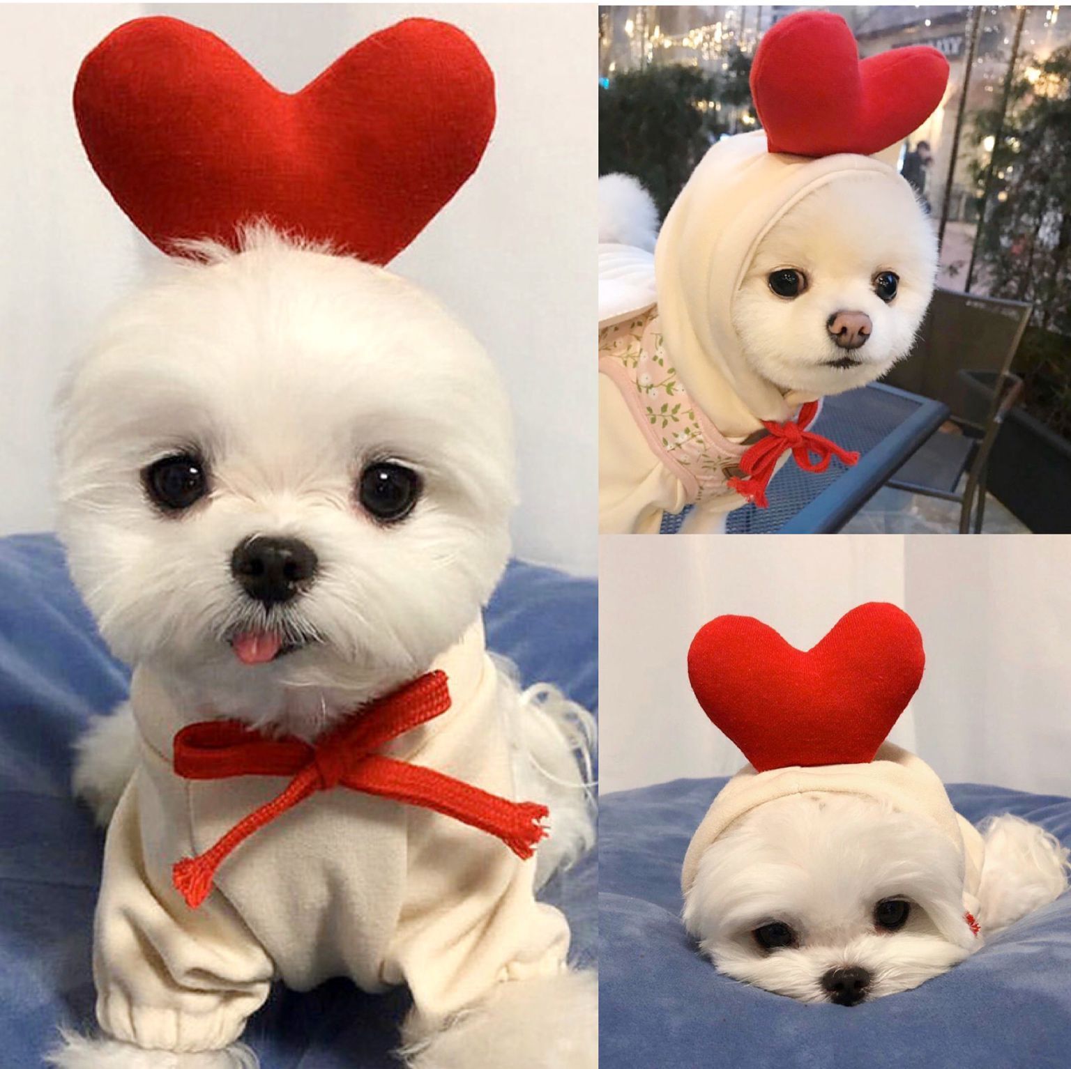 Fruit Dog Clothes For Small Dogs