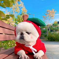 Fruit Dog Clothes For Small Dogs