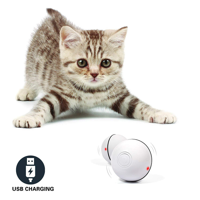 LED Laser Electronic for Cat