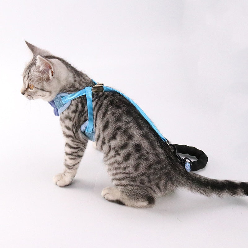 Cat chest  leash